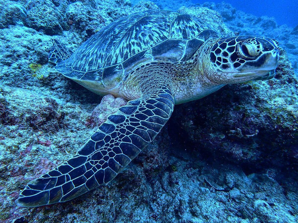 Ishigakijima Guesthouse Seacoro Ishigaki  Zewnętrze zdjęcie